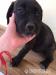 Predám CANE CORSO šteniatka - Predaj