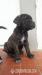 Predám CANE CORSO šteniatka - Predaj