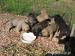 Kanárska Doga - Presa Canario - Predaj