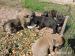 Kanárska Doga - Presa Canario - Predaj
