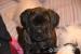 Cane corso s PP - Prodej