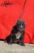 American Bully s PP ABKC - Predaj