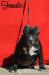 American Bully s PP ABKC - Predaj