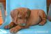 Rhodesian ridgeback - Predaj