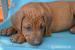 Rhodesian ridgeback - Predaj