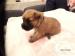 Štěňata Irish Soft Coated Wheaten Terriéra s PP - Prodej