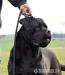 Cane corso, výjimečná štěňata - Kupte si šampiony! - Prodej