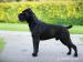 Cane corso, výjimečná štěňata - Kupte si šampiony! - Prodej