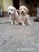 Golden Retriver - Eladás