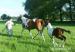 American Paint Horse - Prodej