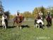 American Paint Horse - Prodej