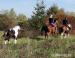 American Paint Horse - Prodej