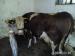 Prodám červenou krávu po teleti  - Prodej