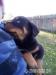 Šteňatá Rottweiler (Rotvajler) - Predaj