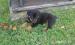 Šteňatá Rottweiler (Rotvajler) - Predaj