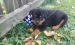 Šteňatá Rottweiler (Rotvajler) - Predaj