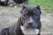 American Bully s PP ABKC - Predaj