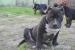 American Bully s PP ABKC - Predaj