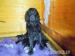 Flat coated retriever s PP - Prodej