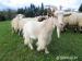 Kříženky kozy Walliserské - Prodej