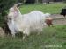 Kříženky kozy Walliserské - Prodej