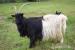 Chovný pár Walliserských koz s PoP  - Prodej