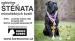 Cane corso, výjimečná štěňata - Kupte si šampiony! - Prodej