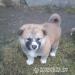 Akita-Inu bez pp - Prodej