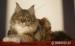 Maine Coon luxusní kočička s PP mazlíček - Prodej