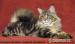 Maine Coon luxusní kočička s PP mazlíček - Prodej