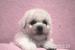 Bišonek - Bichon Frisé - Prodej