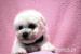 Bišonek - Bichon Frisé - Prodej