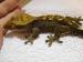 Pagekon řasnatý - Rhacodactylus ciliatus - Prodej