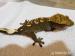 Pagekon řasnatý - Rhacodactylus ciliatus - Prodej
