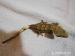 Pagekon řasnatý - Rhacodactylus ciliatus - Prodej