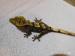 Pagekon řasnatý - Rhacodactylus ciliatus - Prodej