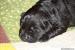 Štěňátka Labrador Retriever s PP - Prodej