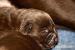 Štěňátka Labrador Retriever s PP - Prodej