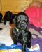 Flat coated retriever s PP - Prodej