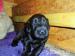 Flat coated retriever s PP - Prodej