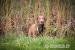 Chesapeake bay retriver s PP (jako hnědý labrador) - Prodej