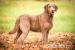 Chesapeake bay retriver s PP (jako hnědý labrador) - Prodej