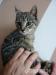 3 miesięczny tygrysek oczekuje na adopcję :) - Sprzedaż