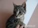 3 miesięczny tygrysek oczekuje na adopcję :) - Sprzedaż