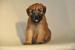 Štěňata Irish Soft Coated Wheaten Terriéra s PP - Prodej