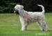 Štěňata Irish Soft Coated Wheaten Terriéra s PP - Prodej