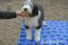 Bearded collie - Prodej