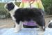 Bearded collie - Prodej