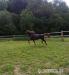 PREDÁM PLEMENNÉHO ŽREBCA Slovenský športový pony - Predaj