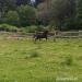 PREDÁM PLEMENNÉHO ŽREBCA Slovenský športový pony - Predaj